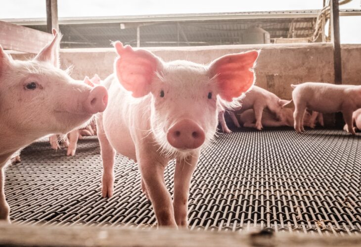 A pig stands on a metal factory farm floor