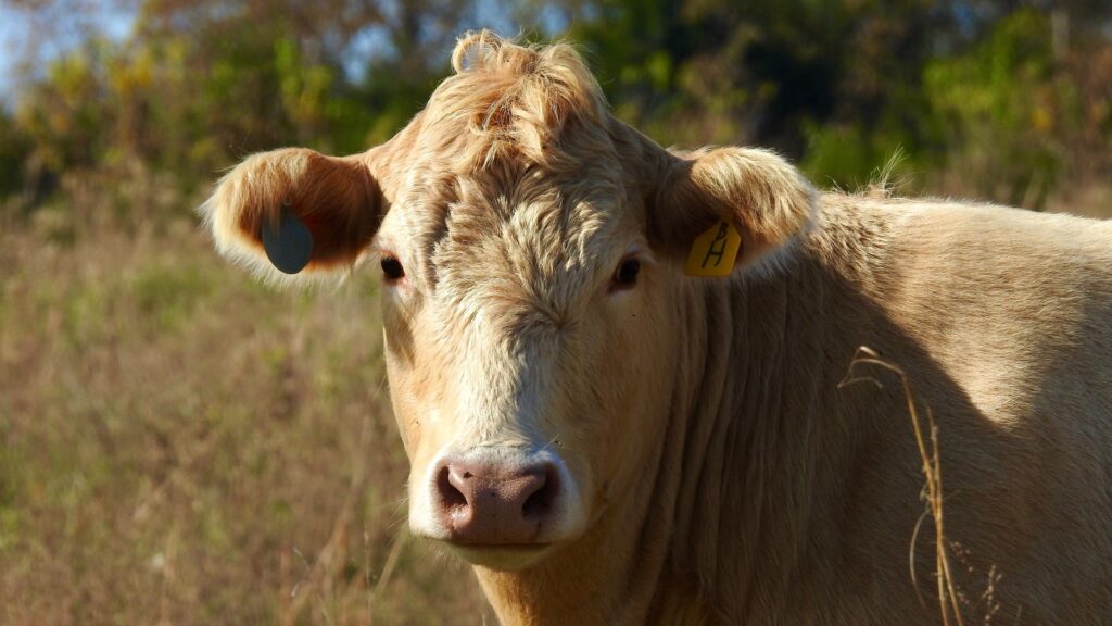 A close up of a cow in a field