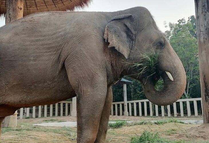 Formerly the 'World's Loneliest Elephant,' Kavaan Enjoys Happy New Life In  Cambodia