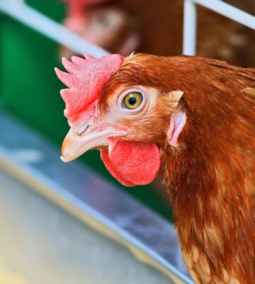A close up of a hen in a cage