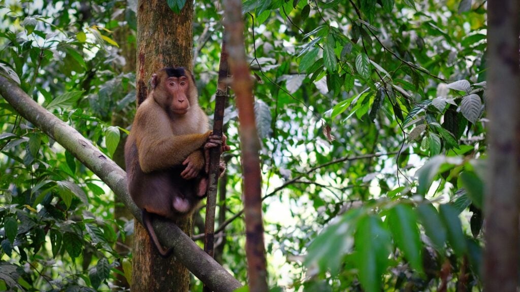 A pig-tailed macaque sits in a tree
