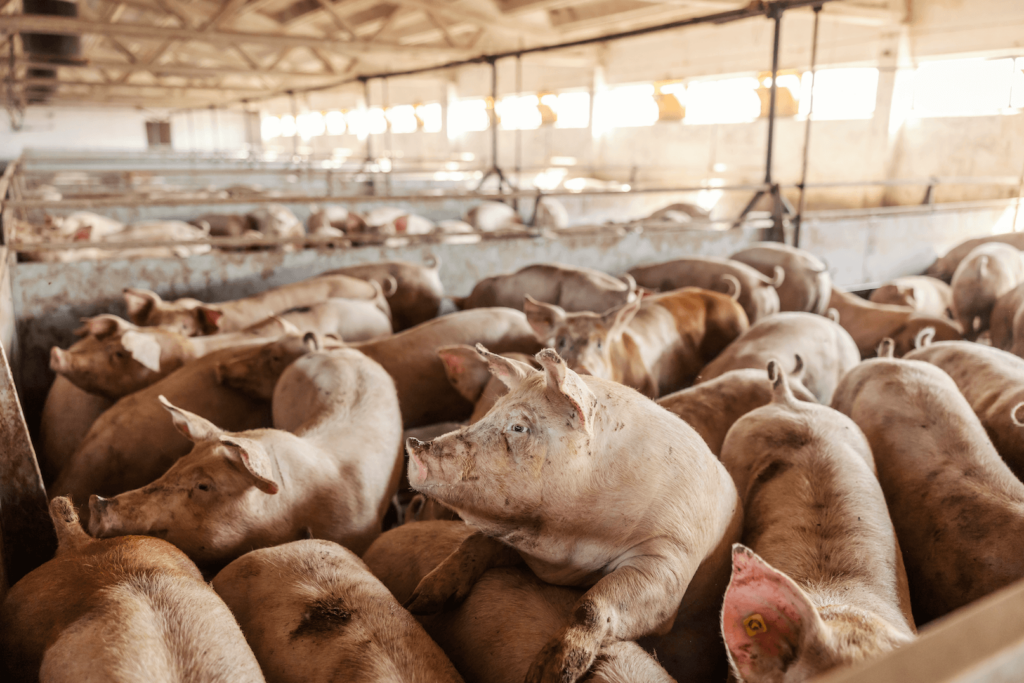 A drift of pigs on a meat farm