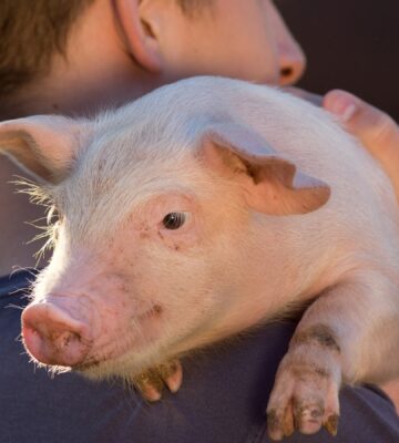 A man holds a pig over his shoulder