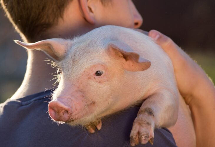A man holds a pig over his shoulder