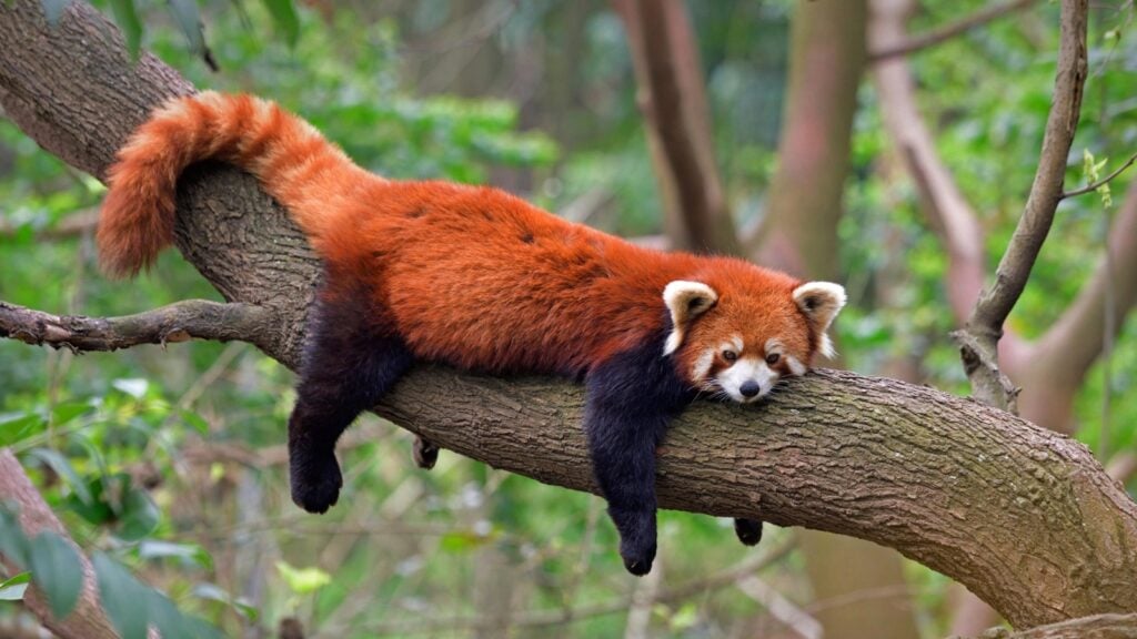 A red panda lies on a tree