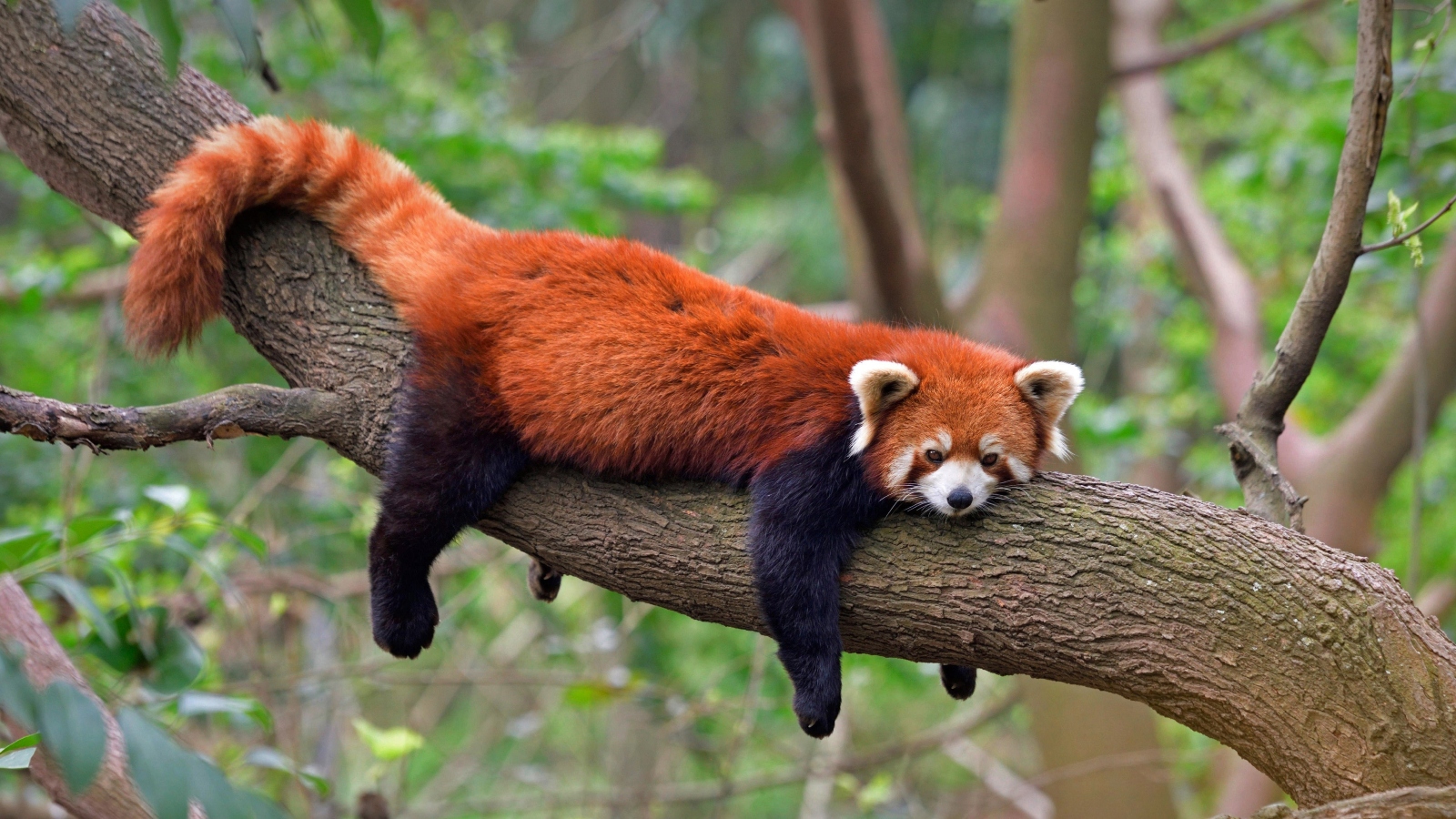 Humans Are Driving Red Pandas To Extinction Says New Study Humans Are Driving Red Pandas To Extinction Says New Study
