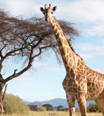 A giraffe walks along a plain in front of a tree