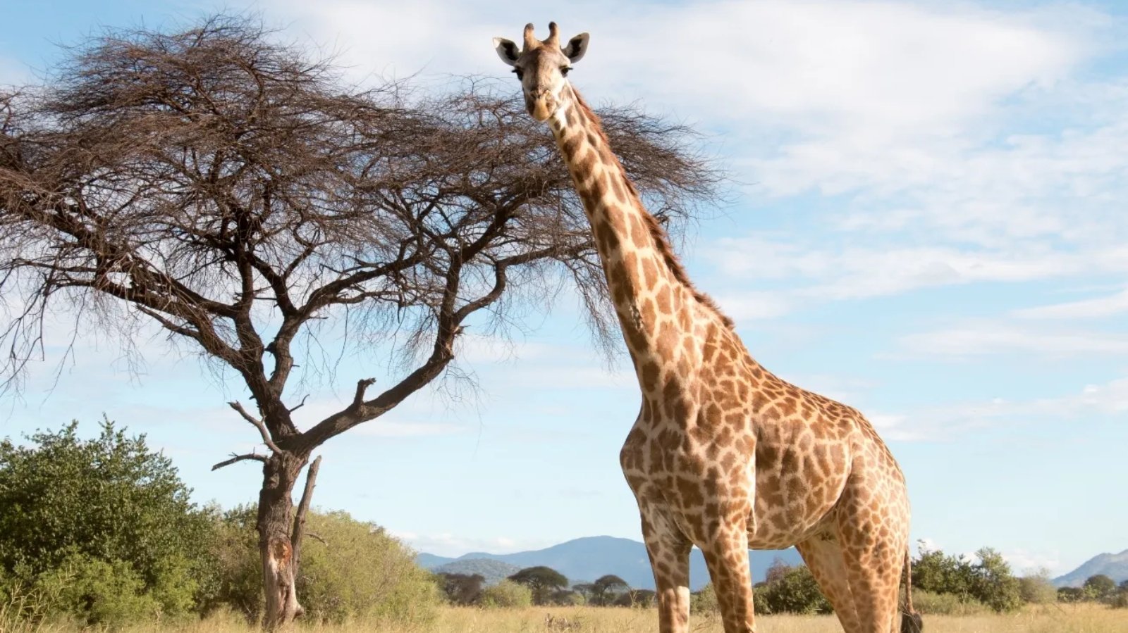 A giraffe walks along a plain in front of a tree