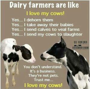 Farmers love their cows.jpg