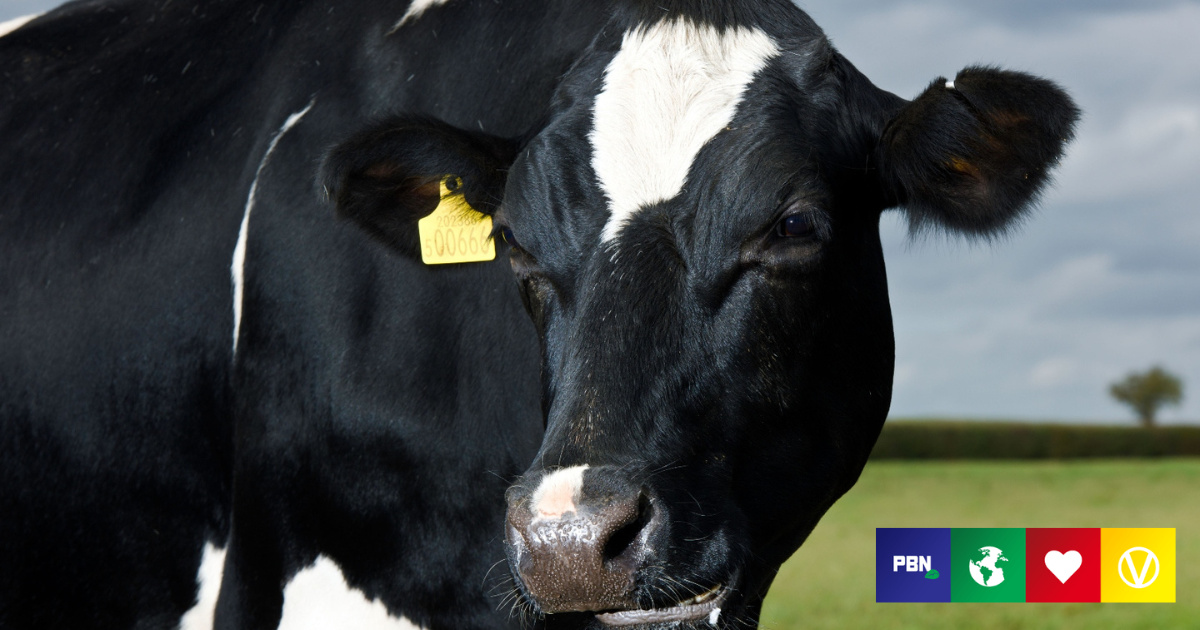 New Lawsuit Challenges Dairy Company Organic Valley Over 'Happy Cow' Claims