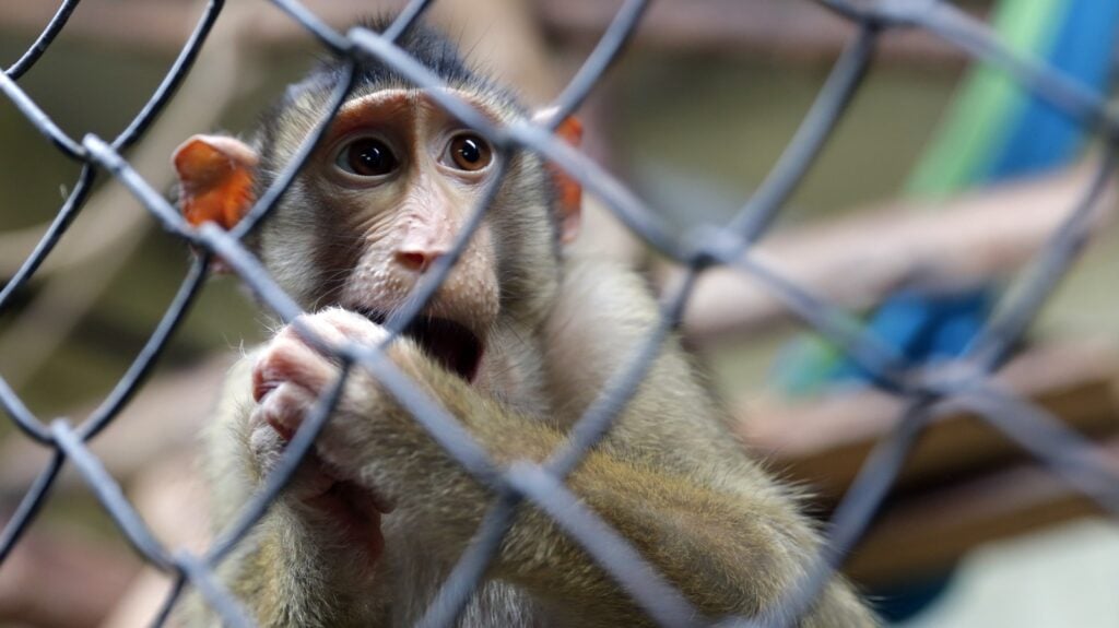 Monkey in captivity behind a metal fence.