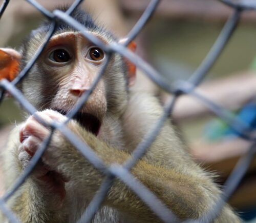 Monkey in captivity behind a metal fence.