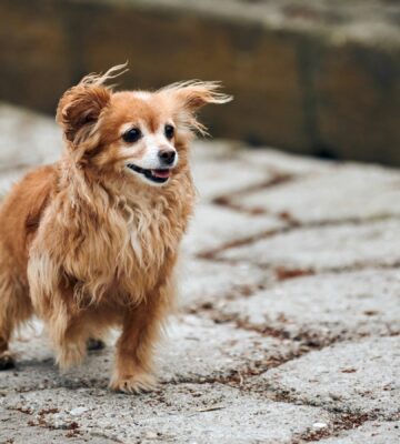 long haired red Chihuahua dog walking down street