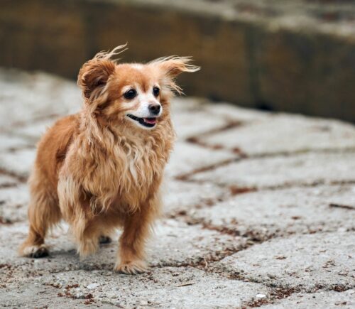 long haired red Chihuahua dog walking down street
