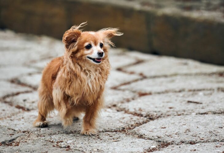 long haired red Chihuahua dog walking down street