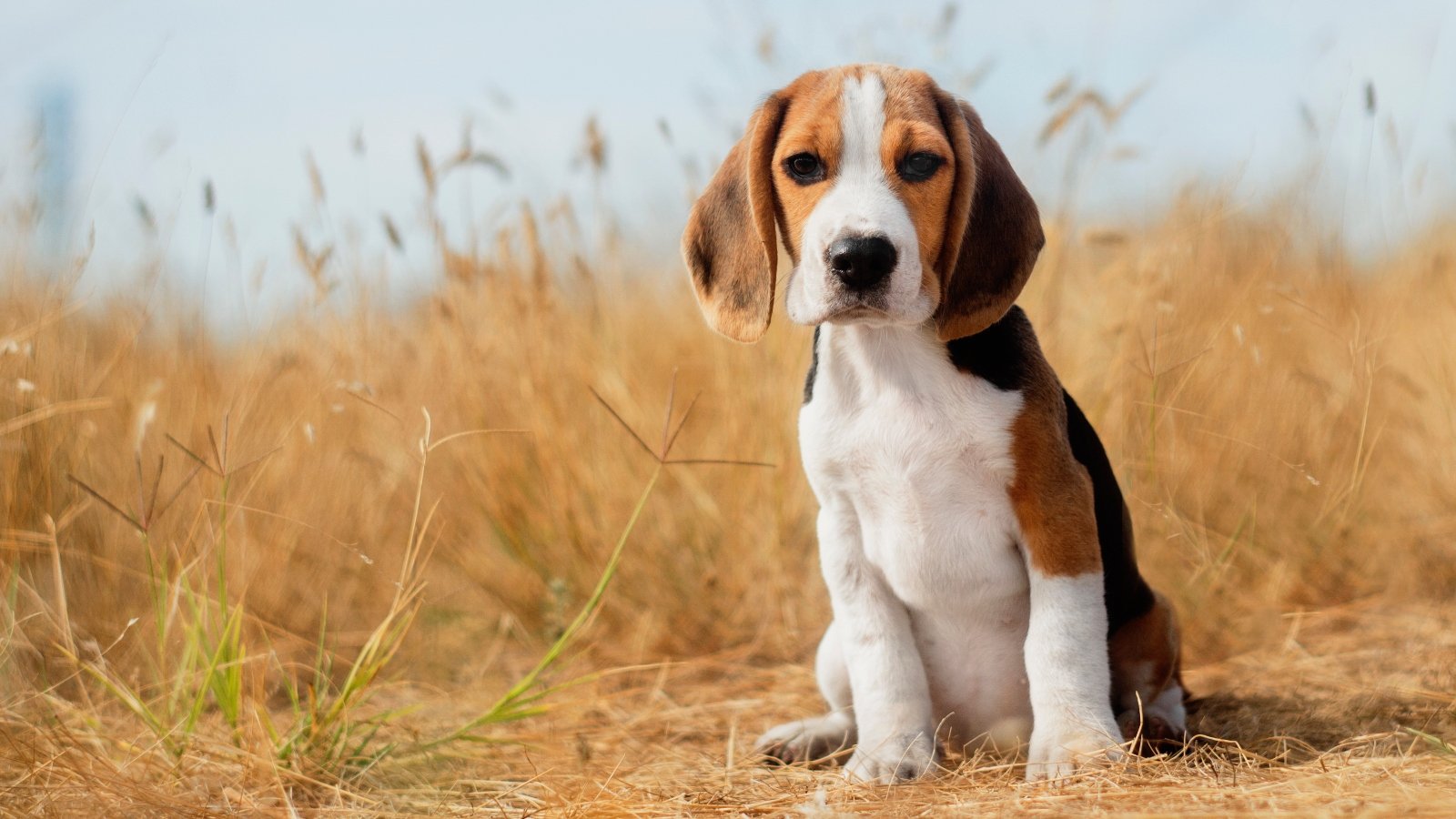 A beagle puppy sitting in the grass
