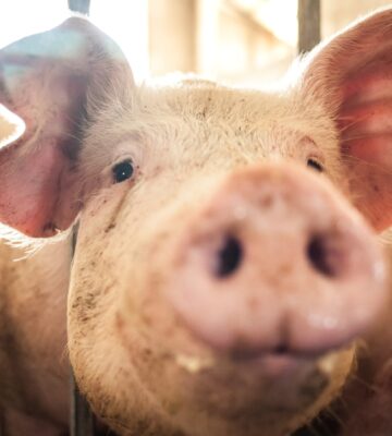 Young pig muzzle coming out of the cage