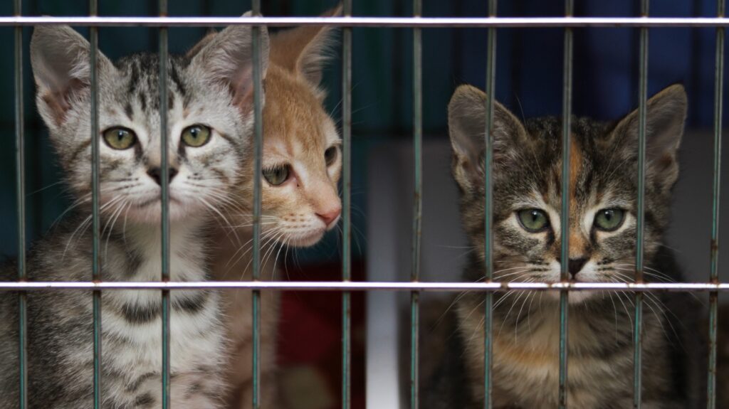 kittens behind bars in a shelter