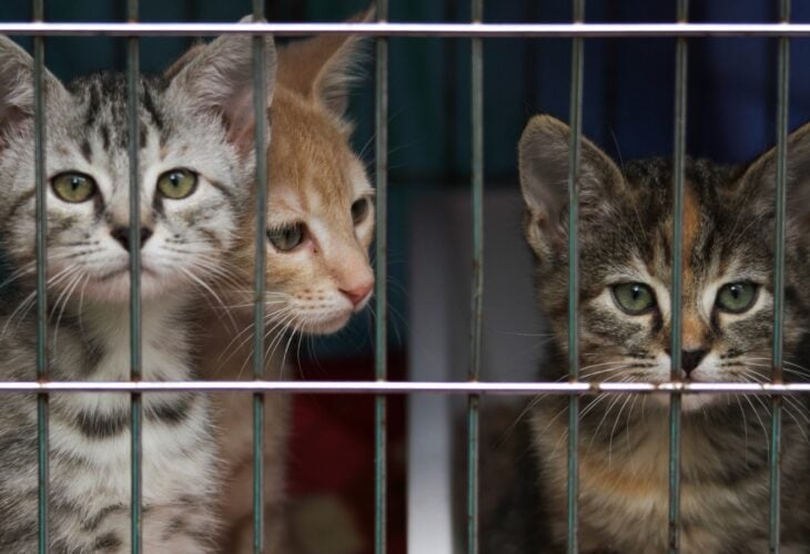 kittens behind bars in a shelter