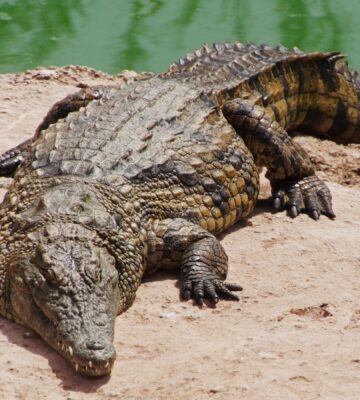A nile crocodile on a shore of a lake