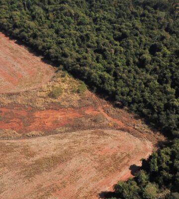 deforestation near a forest on the border between Amazonia and Cerrado