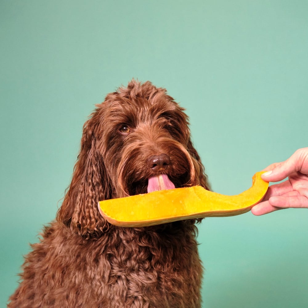 A brown dog licking a piece of melon