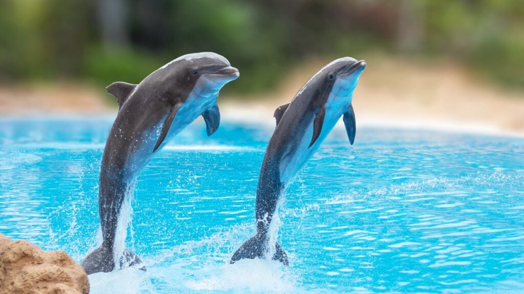 Dolphins jump in a dolphinarium