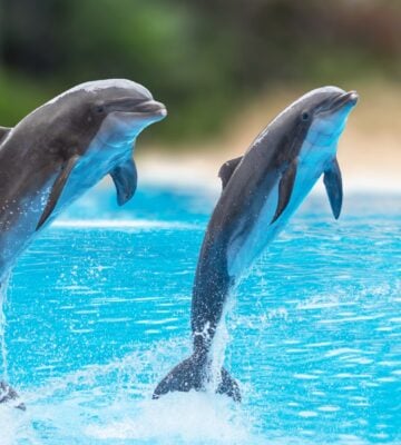 Dolphins jump in a dolphinarium