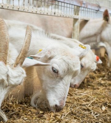 White goats on a goat farm