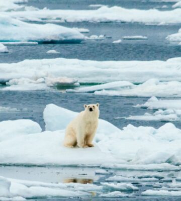 Solitary Polar Bear sitting on melting ice in Norway