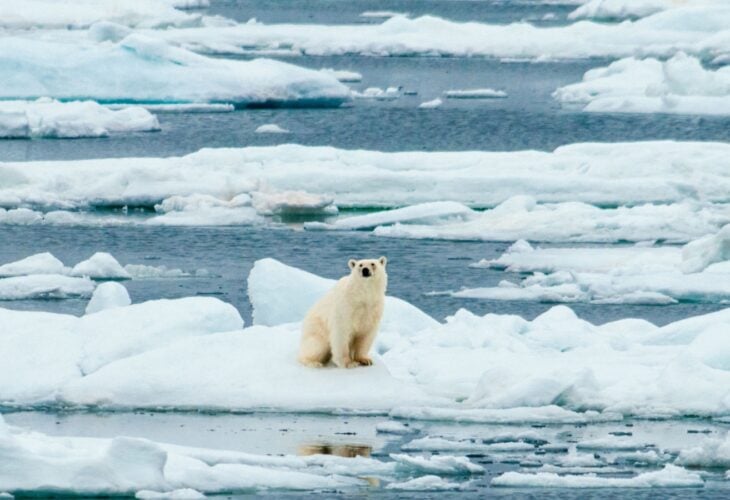 Solitary Polar Bear sitting on melting ice in Norway