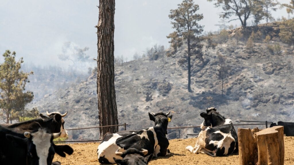 cattle survivors of fire look at burning trees