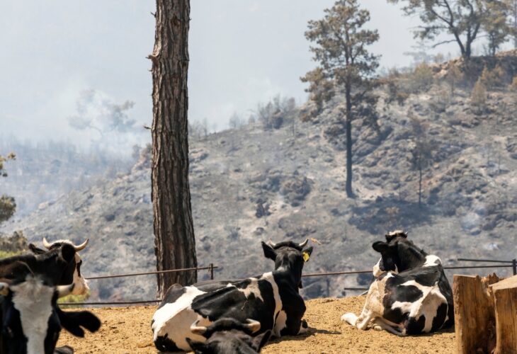 cattle survivors of fire look at burning trees