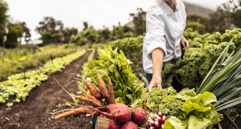 A person reaching for produce on a vegetable farm