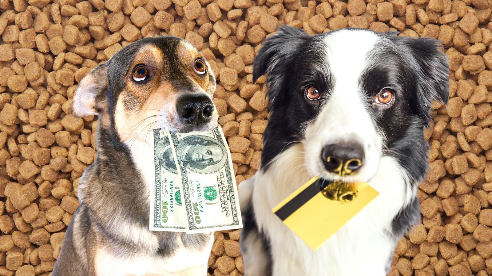 A border collie holding a credit card and a dog holding cash on a backdrop of pet kibble