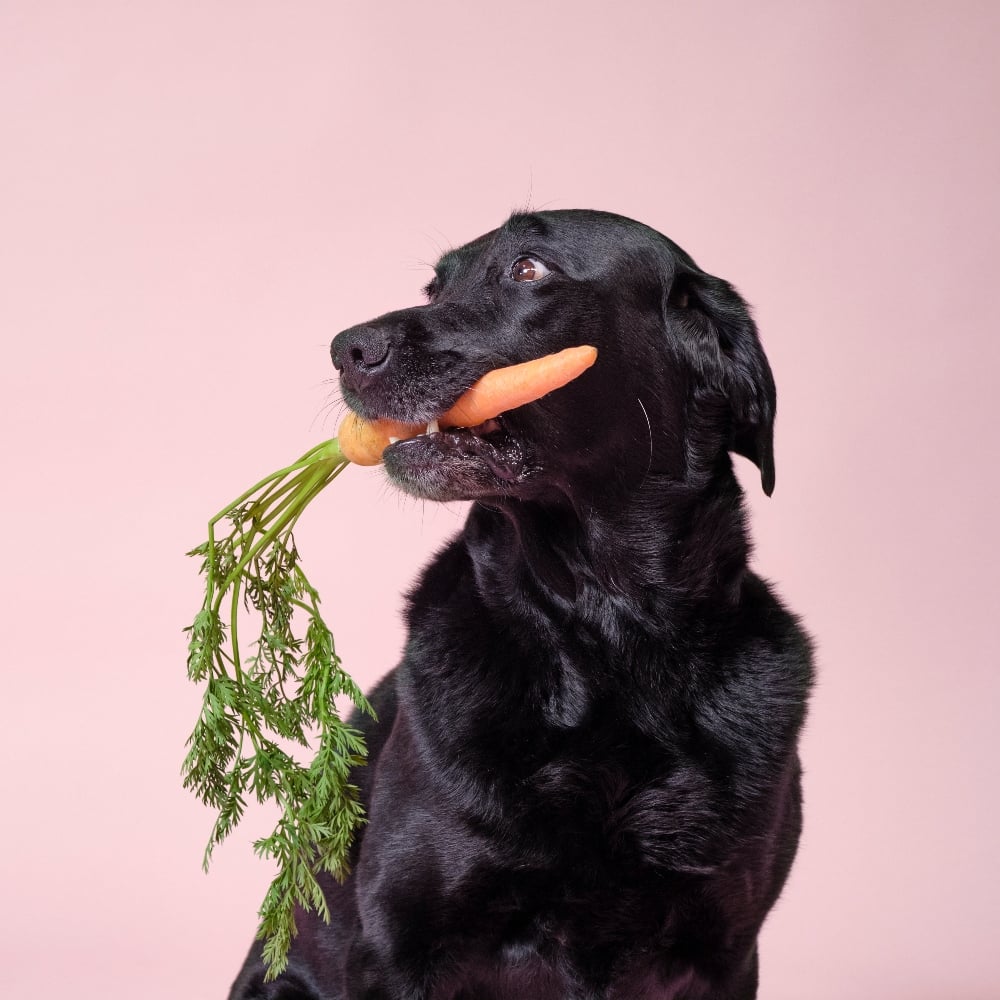 A black dog holding a carrot in their mouth in front of a pink backdrop