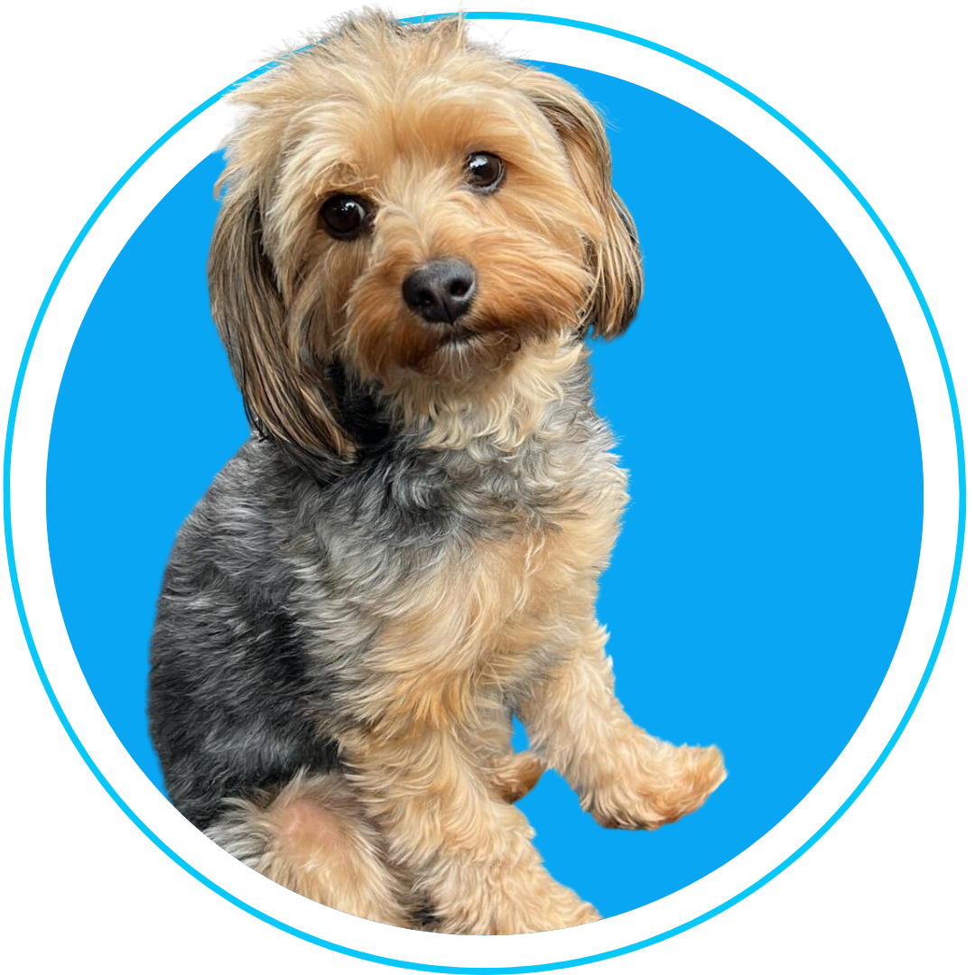 Chief Squeeky Toy Officer