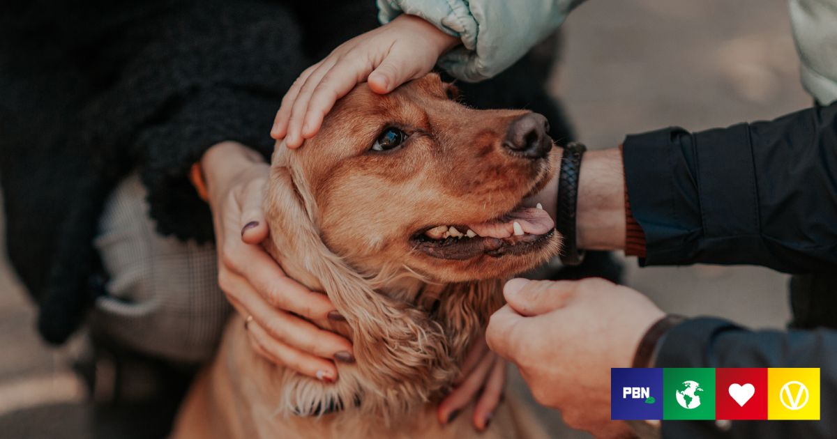 Dogs Cry With Happiness When Reunited With Their Humans, Study Suggests