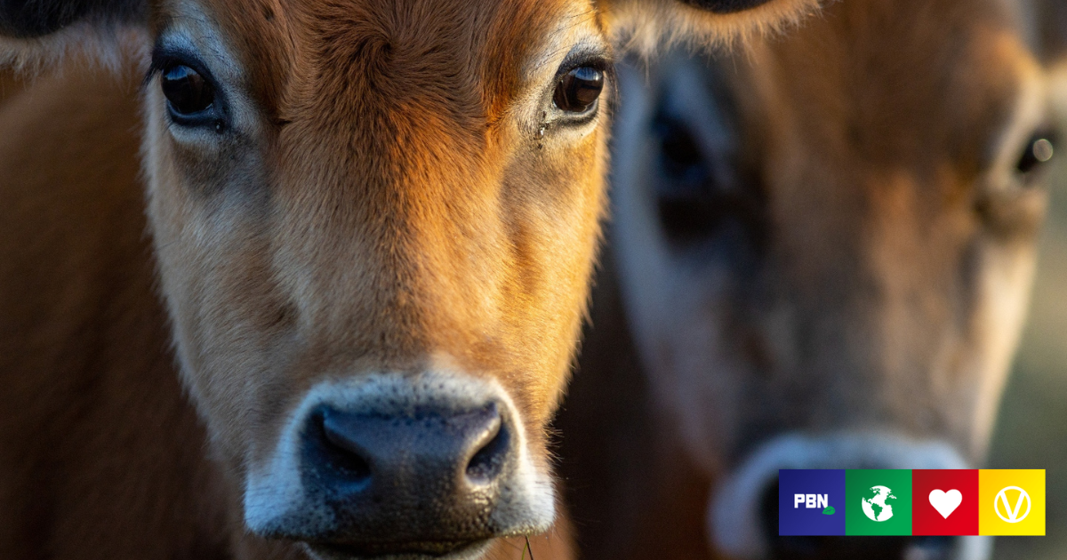 Two Cows Escaped And Made It To A Sanctuary, Now The Beef Farmer Wants ...