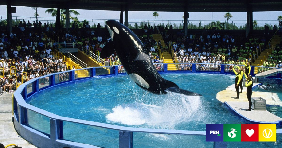 Lolita The Orca ‘Could Finally Be Freed’ After Half A Century In Captivity
