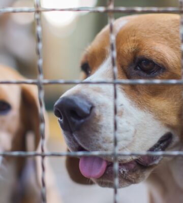 Two beagles behind a wire cage