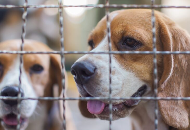 Two beagles behind a wire cage