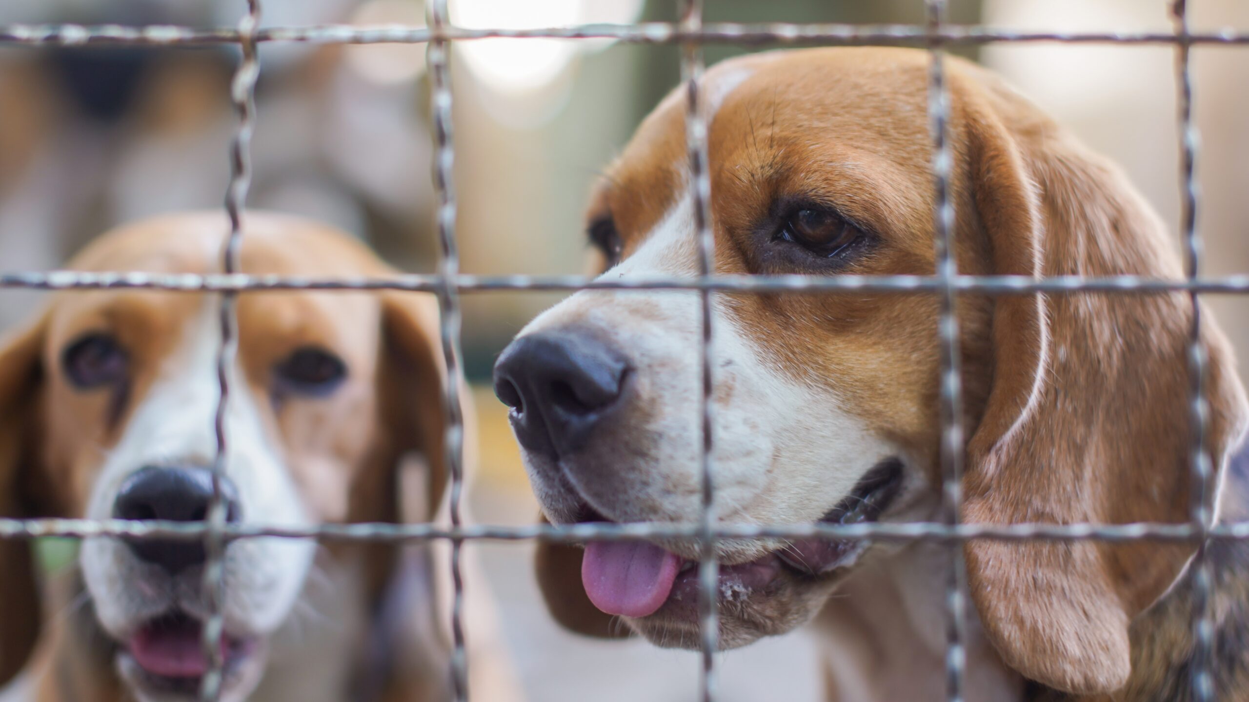 Two beagles behind a wire cage