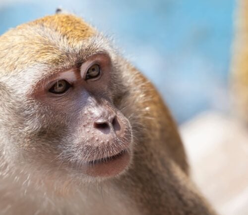 a close up of macaque monkey