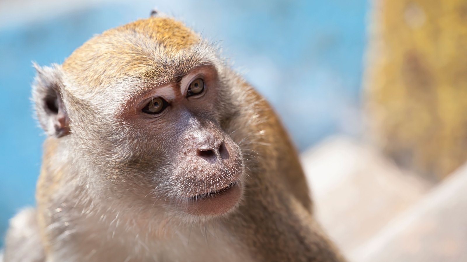 a close up of macaque monkey