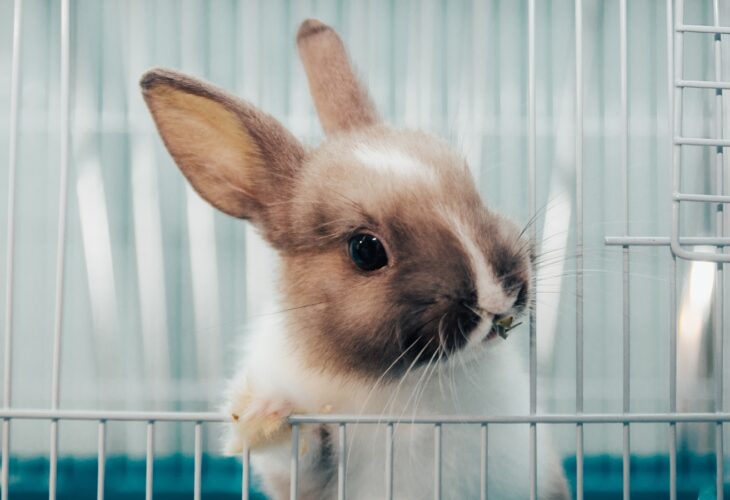 rabbit in a cage