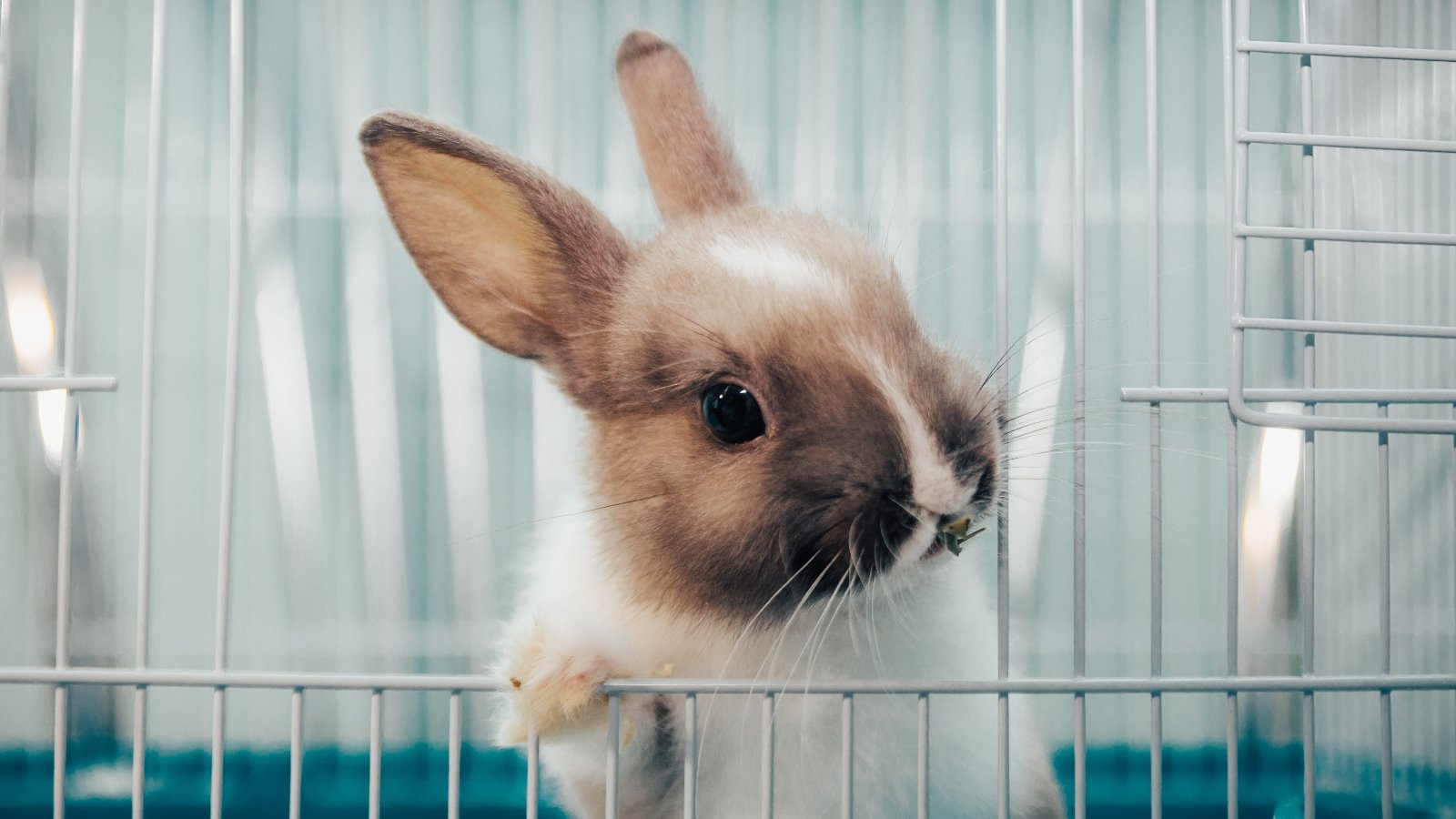 The US Department Of Transportation Is Moving Away From Animal Testing