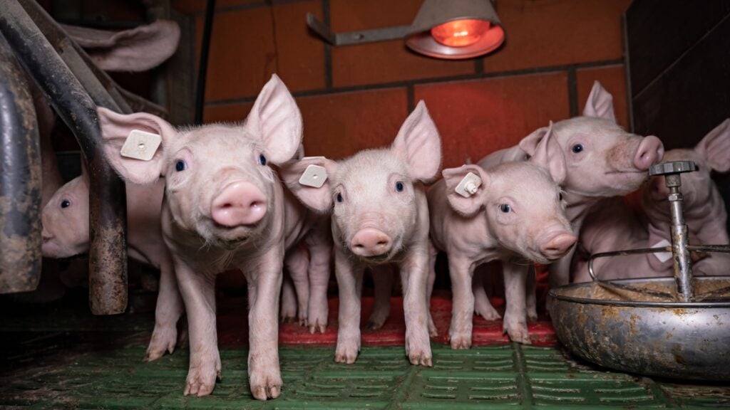 Piglets in a factory farm