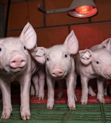 Piglets in a factory farm