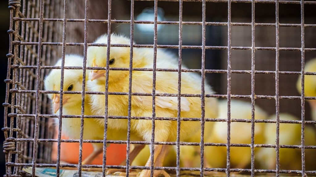 Two young yellow chicks standing in a cage